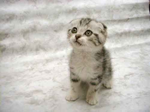 baby_animals_110.jpg, 9 KB